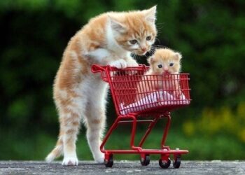 💗Omg! So Cute Pets ♥ Cute Baby Animals & Funny Pets Video Compilation #6💗Cute Moments