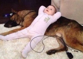 Cute moments German Shepherd Dogs and kids playing together  – Funny Babies and Pets