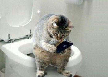 Aww! Funny and cute Pets Video that Will 100% Make your Day 😍❤️️ Cute Moments