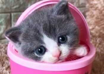 So Cute Pets ♥ Videos Compilation cutest and funniest moment of the animals 💗Cute Moments