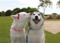 Are These the Cutest Pets on Tiktok? 💗 Cute Moments