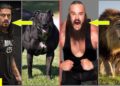 20 WWE WRESTLERS Who Look Alike ANIMALS – Roman Reigns, The Rock, Braun Strowman.. [HD]