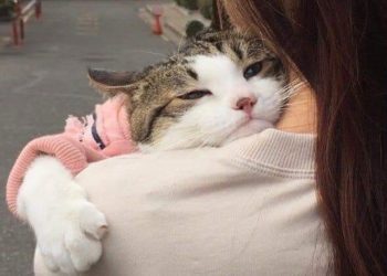 Funny and Cute moments Cats and Owner to Brighten Up Your Day 😍❤️️